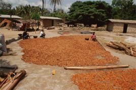 Farmer bei der Reinigung der Kakaobohnen