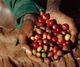 UNESCO sichert die Heimat des wilden Kaffees