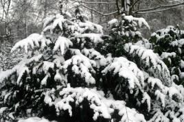 Weihnachtsbäume aus ökologisch nachhaltigen Quellen, Foto: Marion Lenzen