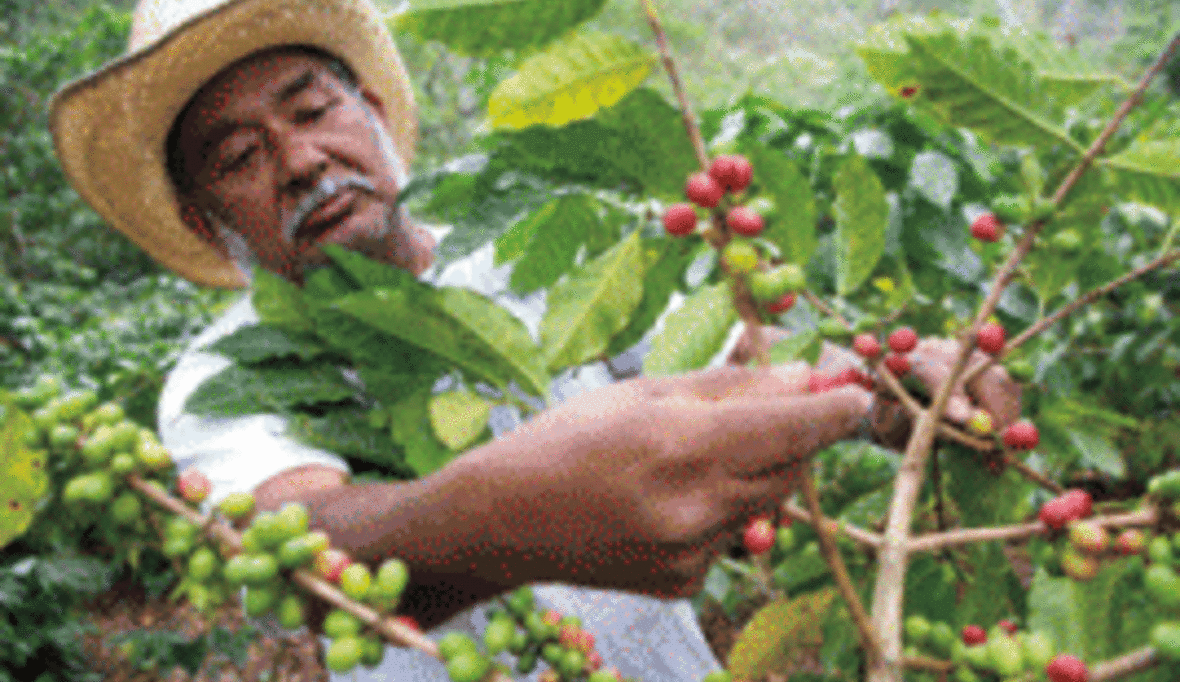 Kritik an Fairtrade: Starbucks tut mehr für Bauern