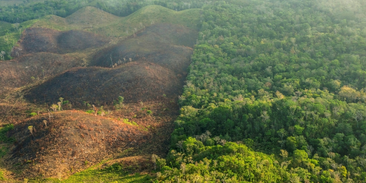 Degradierung oder Entwaldung: Auswirkungen der Differenzierung auf EU-Unternehmen