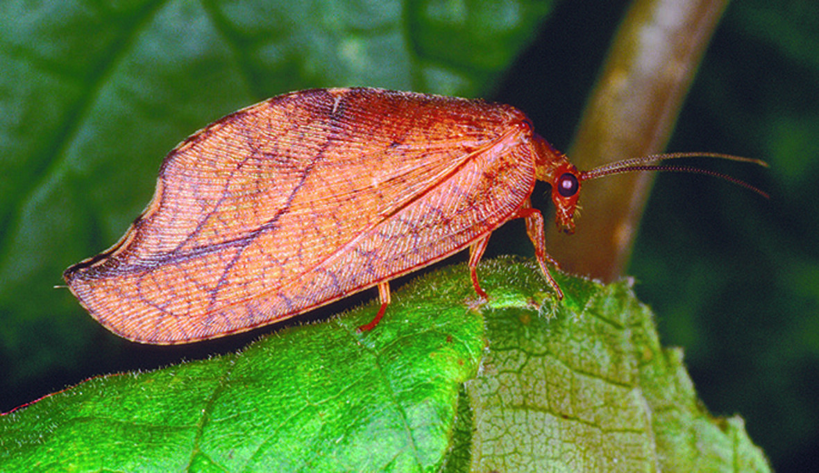 Neues Buch über 300 Waldinsekten – lehrreich, lebendig, lesenswert