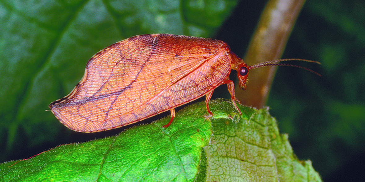Neues Buch über 300 Waldinsekten – lehrreich, lebendig, lesenswert