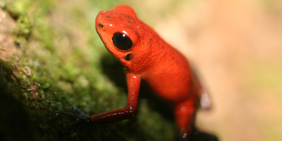 Amphibien vom Aussterben bedroht