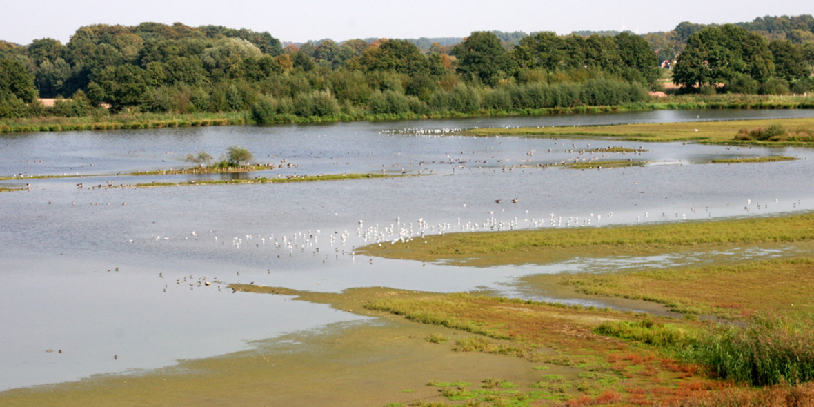 Algenblüte: Kunstdünger und Großstädte sind schuld
