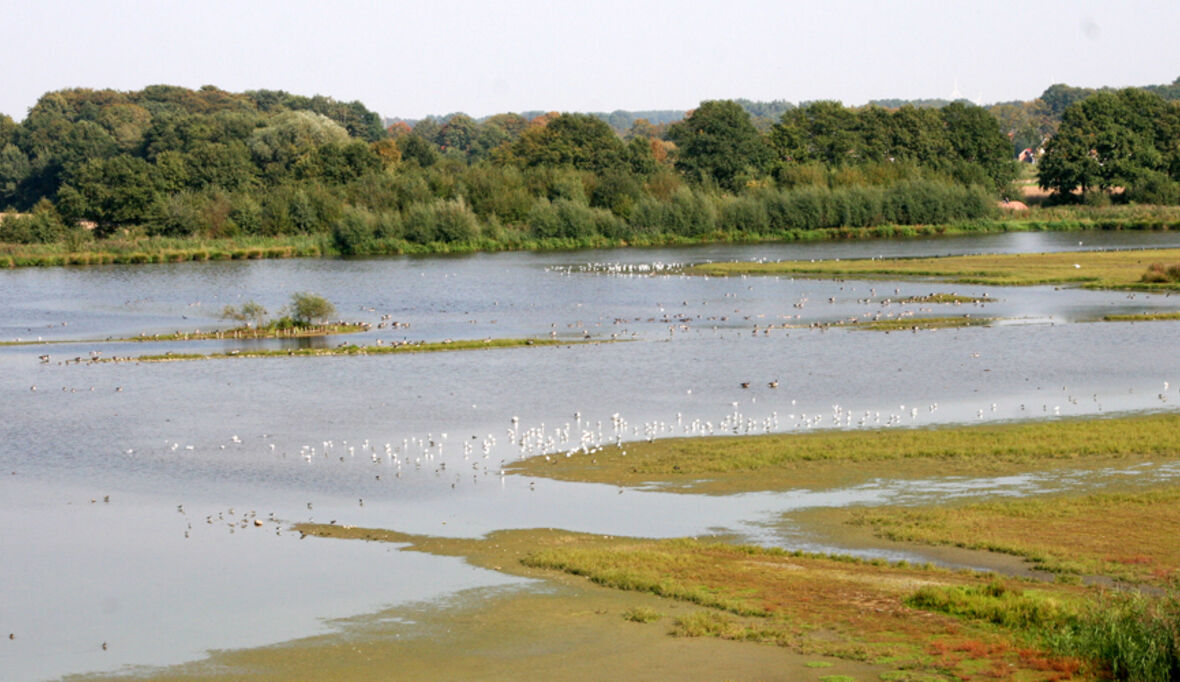 RWE investiert in wirksamen Vogelschutz