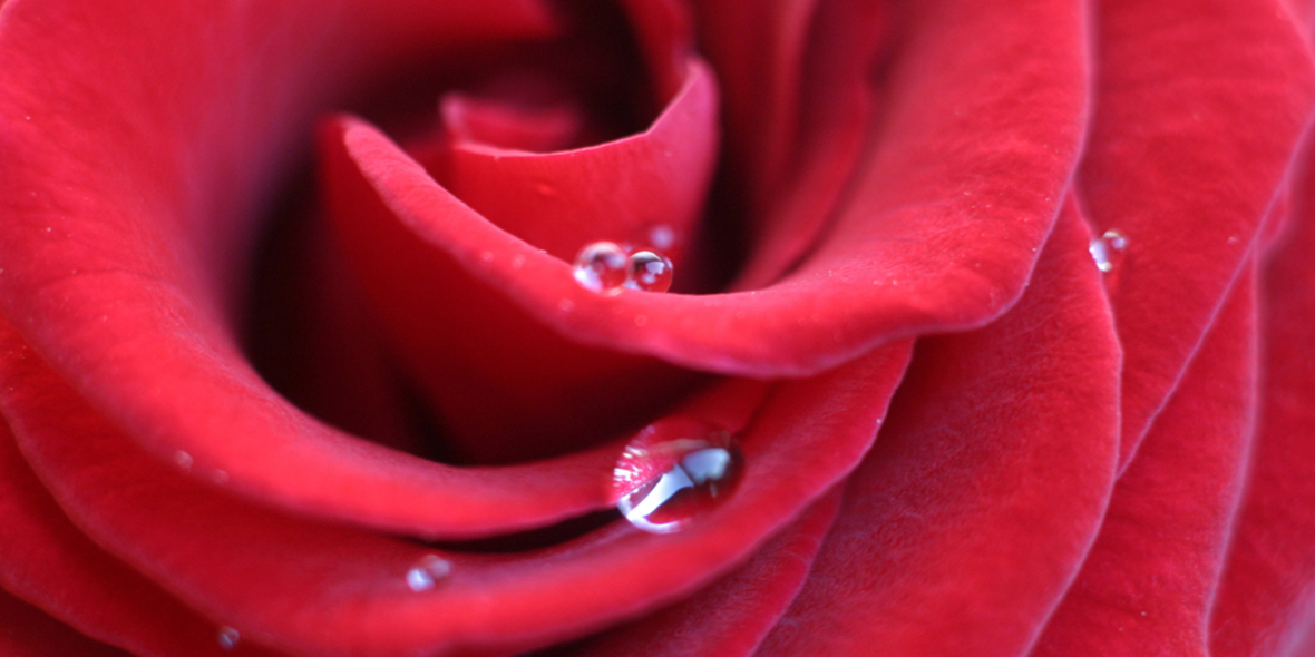 Gerüche beeinflussen das Handeln und Denken