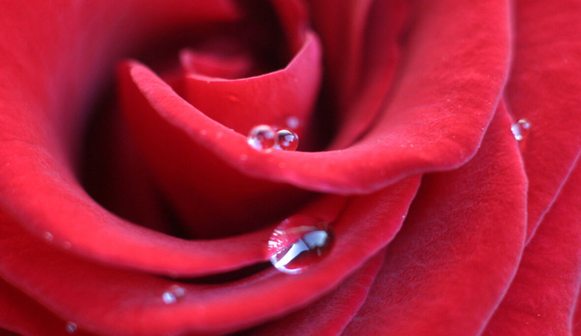 Faire Blumen und Pralinen