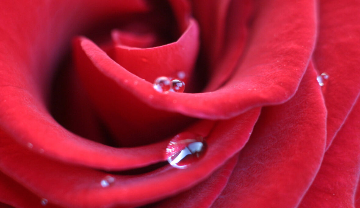 Gerüche beeinflussen das Handeln und Denken