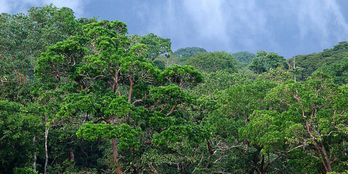 Artenvielfalt allein macht Ökosysteme nicht stabil