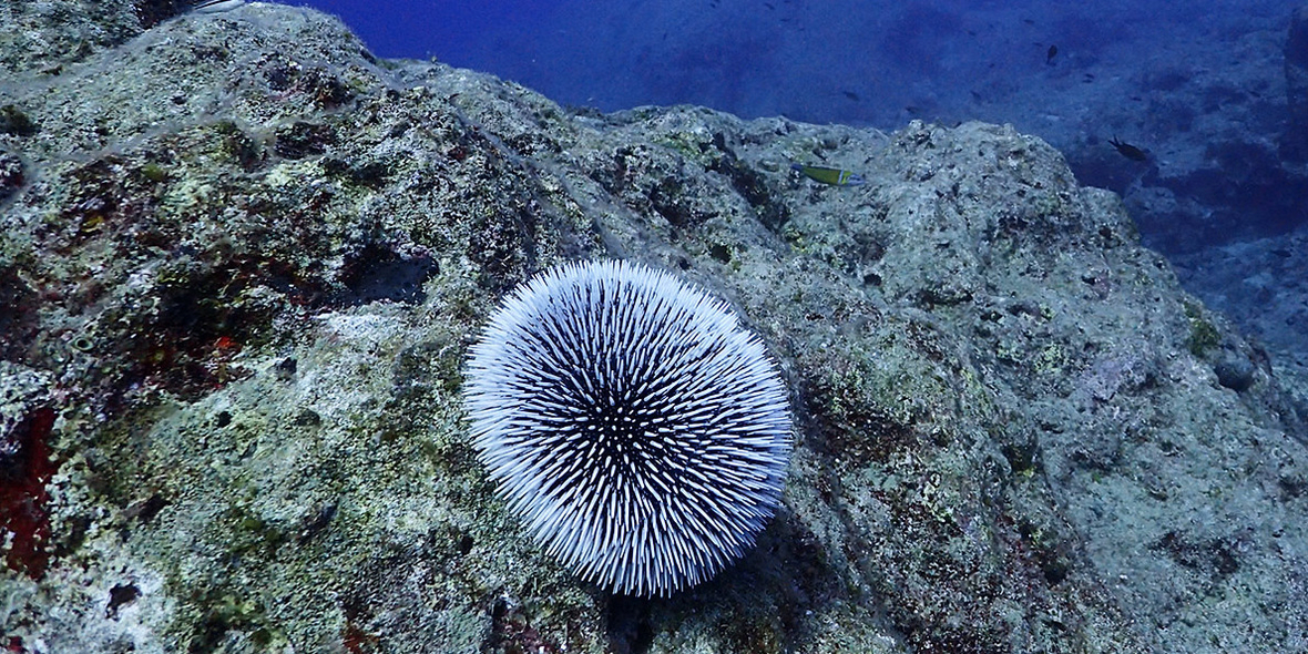 UNO-Hochseeschutzabkommen tritt 2026 in Kraft – ein historischer Schritt für die Meere