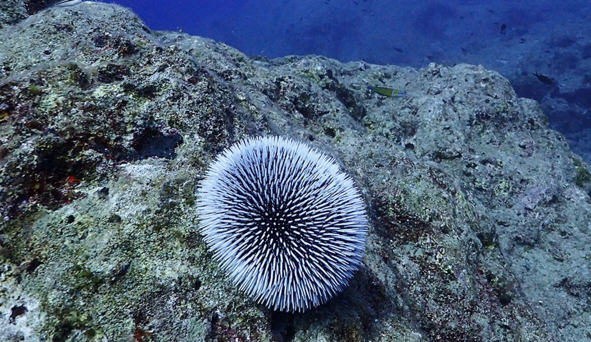 UNO-Hochseeschutzabkommen tritt 2026 in Kraft – ein historischer Schritt für die Meere