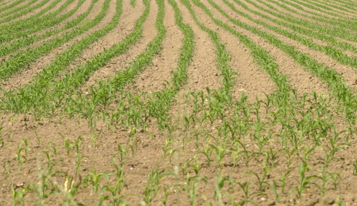 Pflanzenkrankheiten als globales Problem