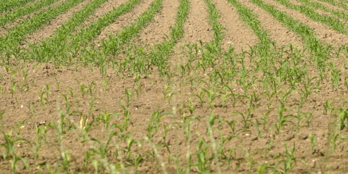 Bioökonomiepolitik zwischen Wirtschaft und Umwelt