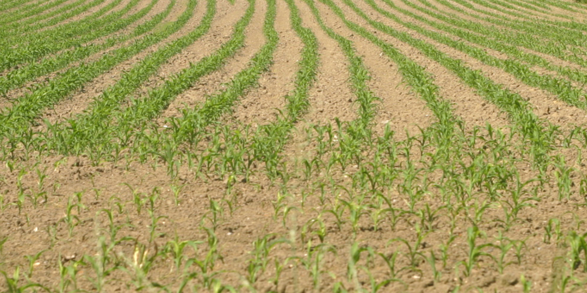 Monsanto: Übernahme für Bayer „große Herausforderung“