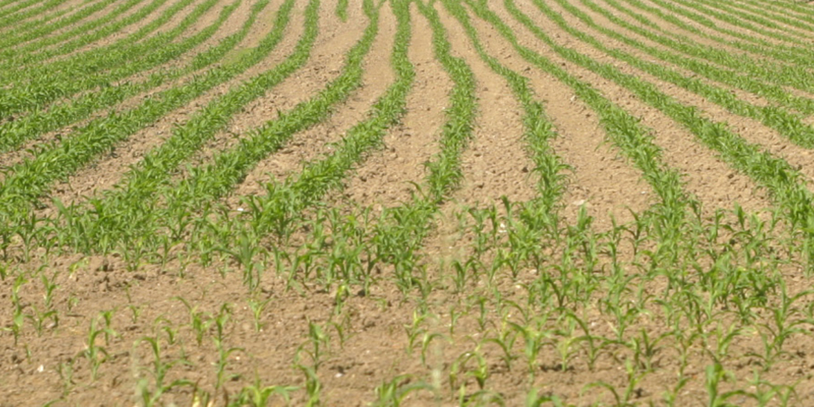 Agrarhandel kann Wasserstress mindern