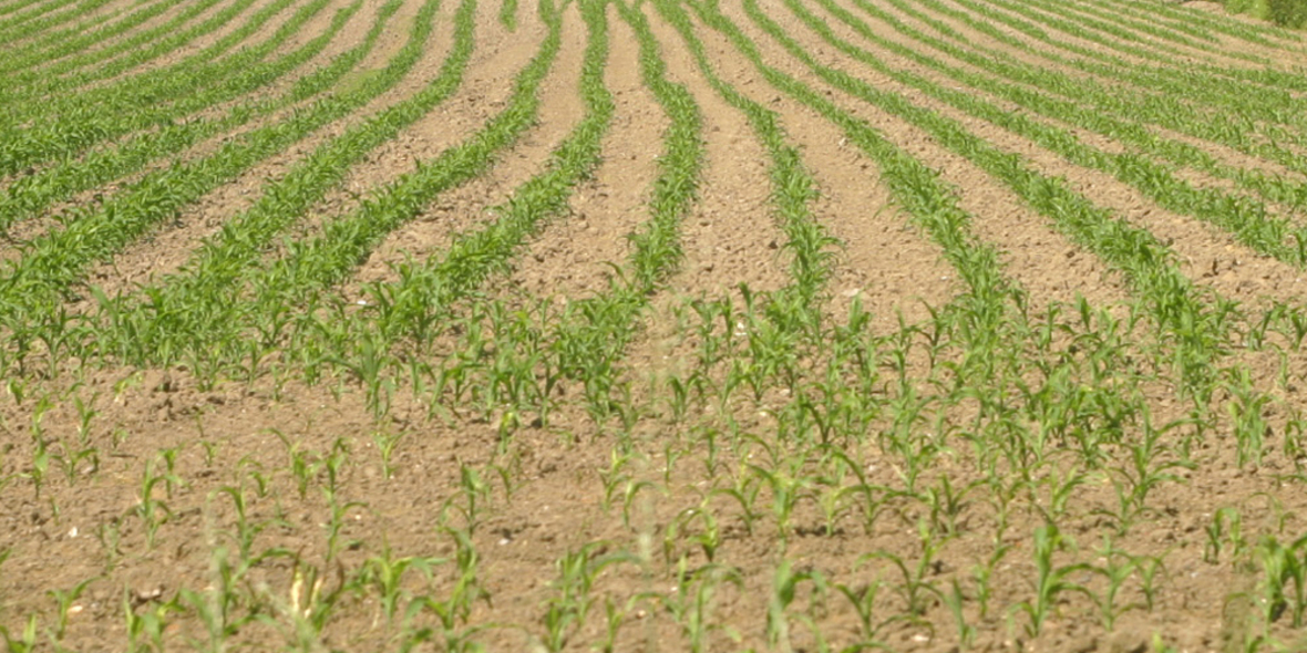 Besseres Umweltrecht in der Landwirtschaft