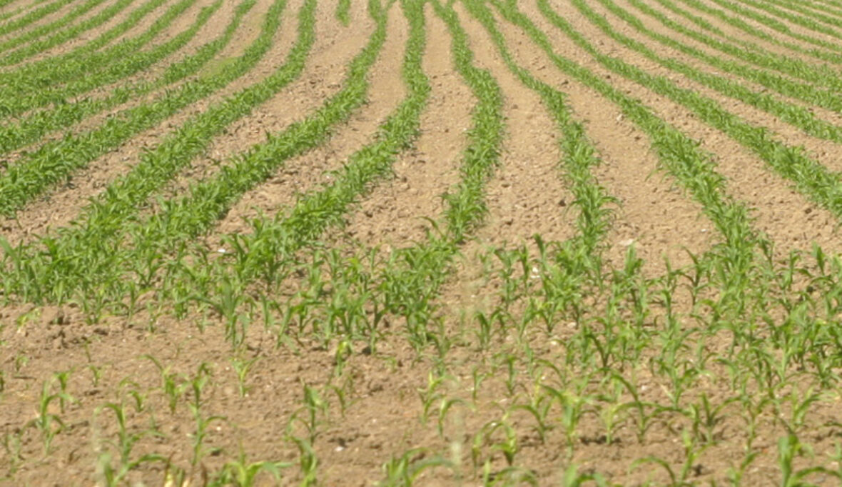 Agrarhandel kann Wasserstress mindern