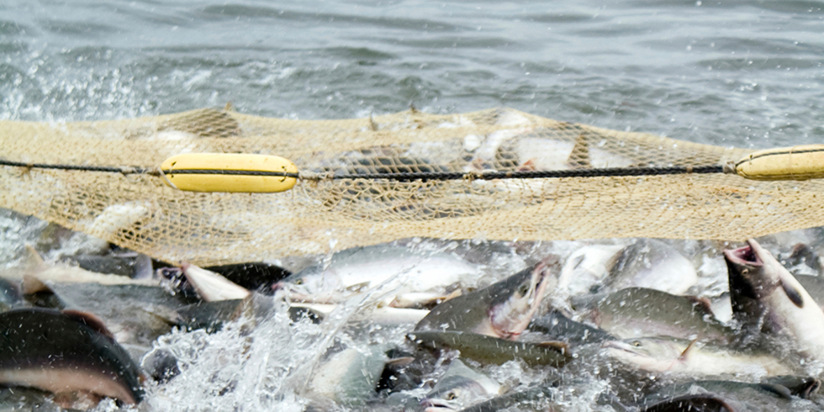 Makrele in Seenot: Fangmengenkürzung um 77 Prozent steht bevor