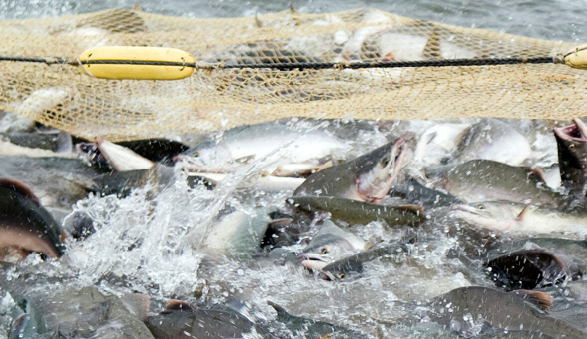Schleppnetz-Schiffe nach nächtlicher Razzia in Gabun festgesetzt