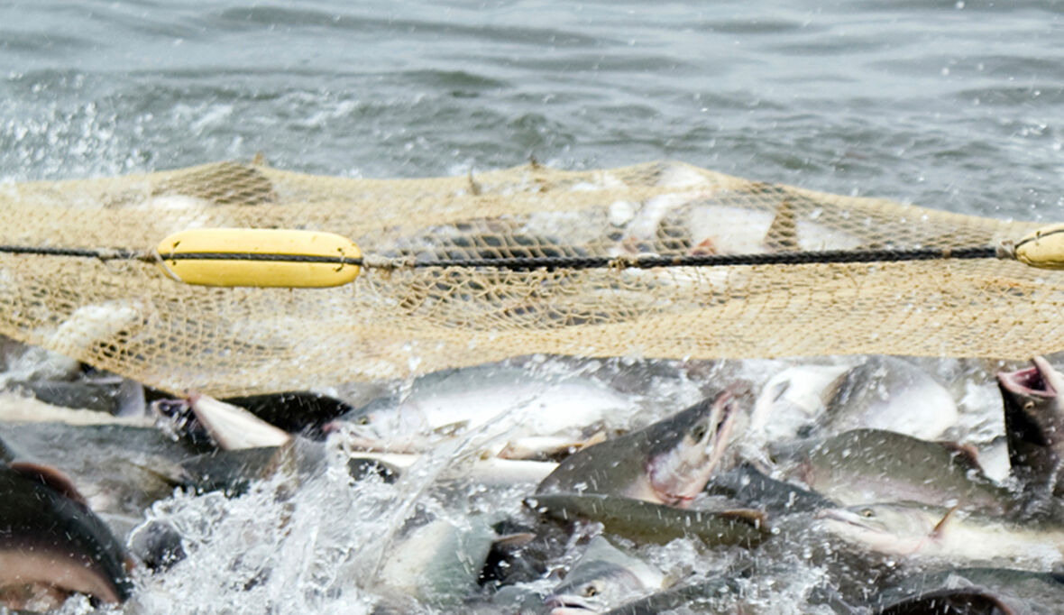 Makrele in Seenot: Fangmengenkürzung um 77 Prozent steht bevor
