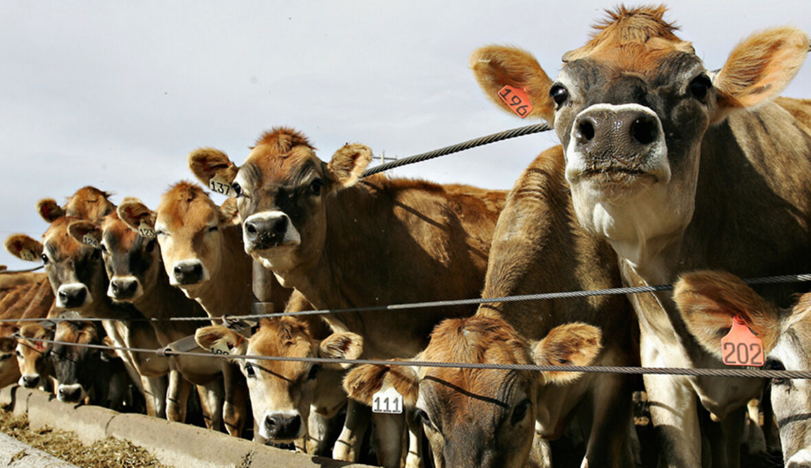 Landwirtschaft: Tierwohl und Umweltschutz dürfen sich nicht ausschließen