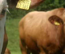 Was steckt wirklich im Rindfleisch von McDonald’s?