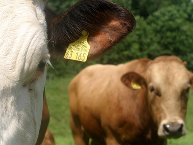 Rinder mit Kontrollmarke stehen auf der Wiese.