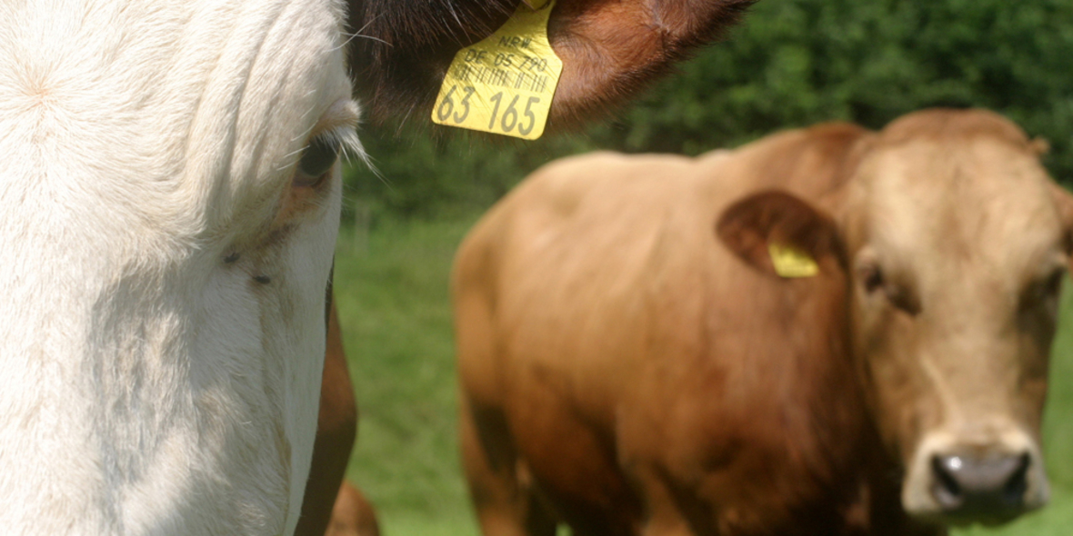 Gülle transportiert Arzneimittel in die Umwelt 