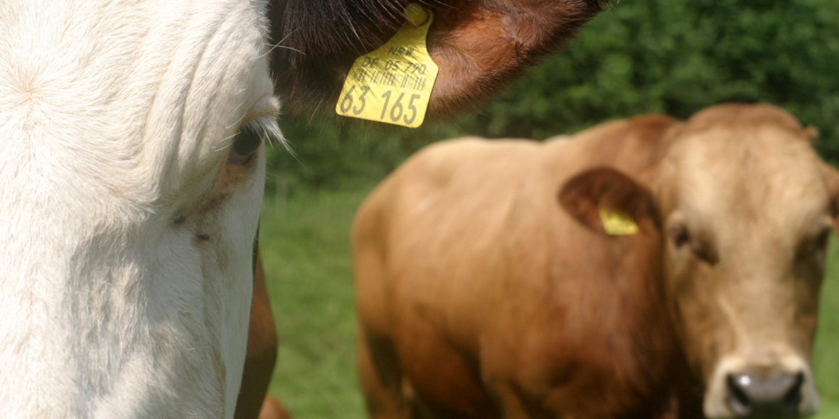 Für mehr Nachhaltigkeit in der Fleischproduktion