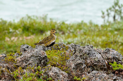 Viele Vogelarten sind vom Aussterben bedroht.