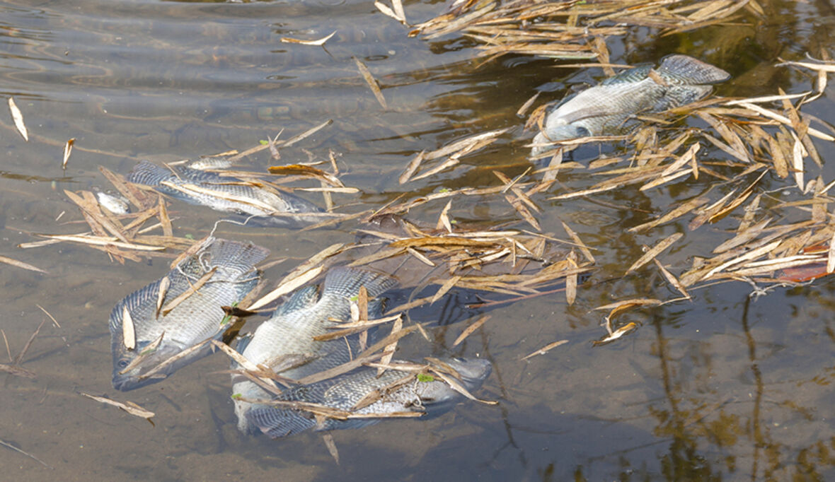 EU: Umweltverbrechen besser bekämpfen