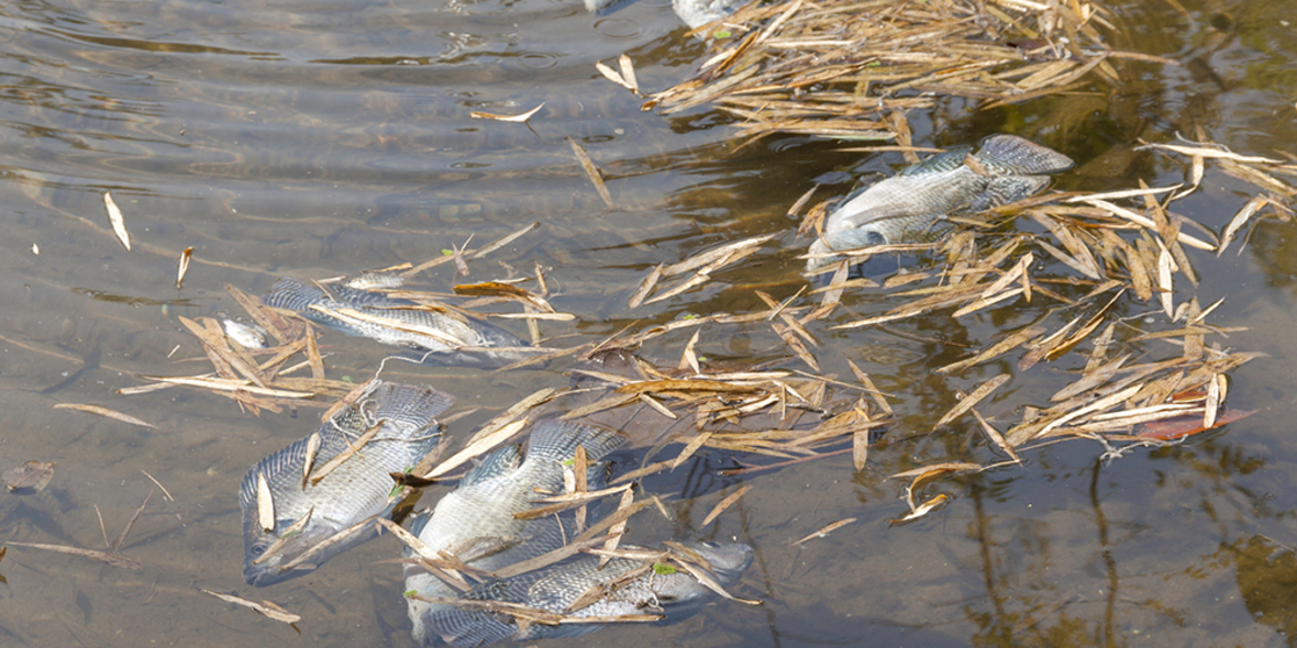 Für einen verantwortungsvollen Umgang mit unserem Fisch