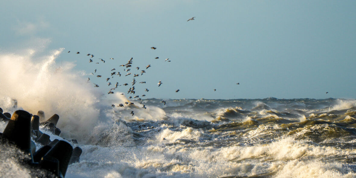 Mehr Schutz für Haie, Aale und Sturmvögel
