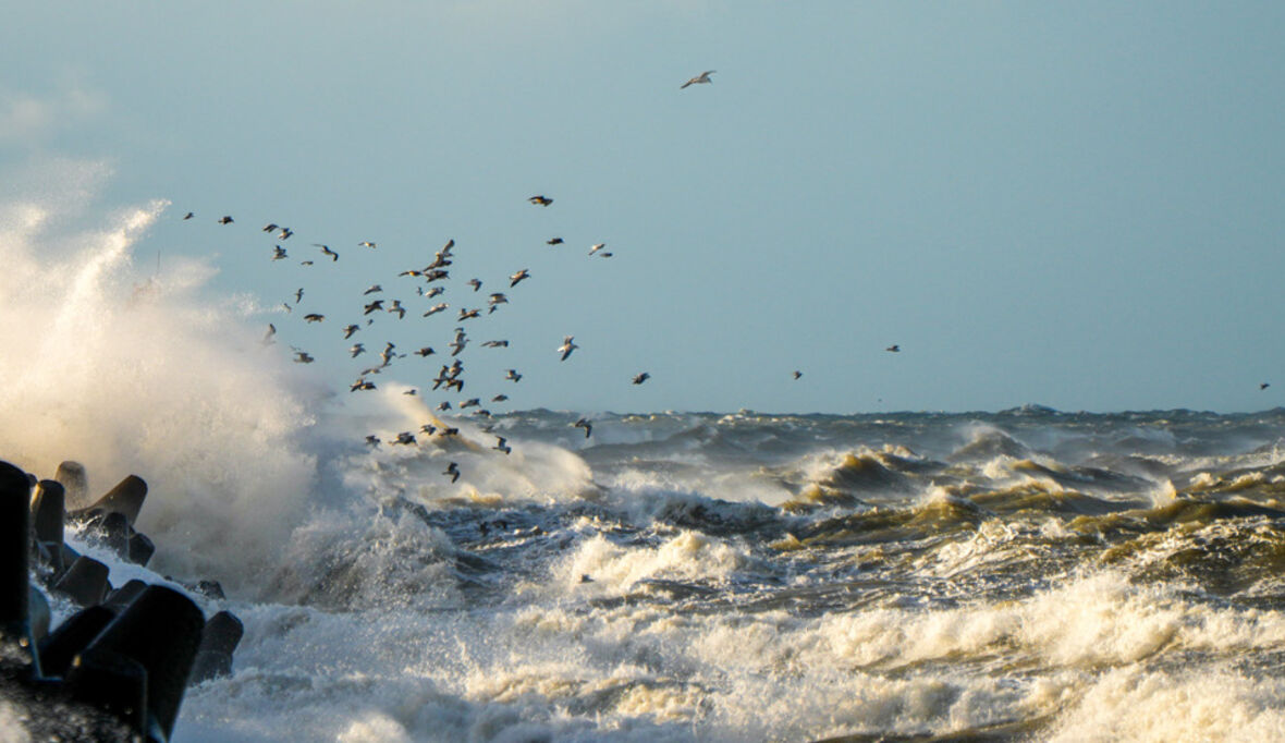 Mehr Schutz für Haie, Aale und Sturmvögel
