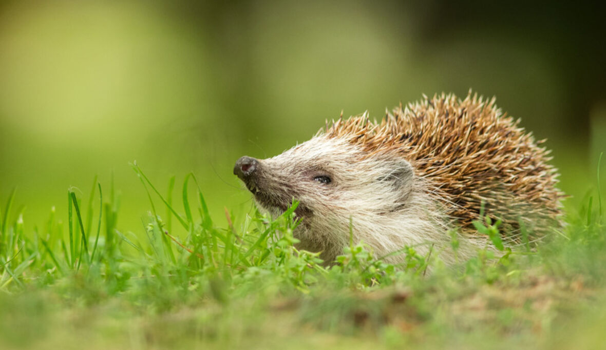 Auf Spurensuche: Aktion für Igel und Maulwurf gestartet