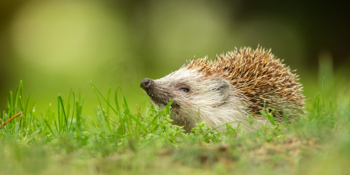 Auf Spurensuche: Aktion für Igel und Maulwurf gestartet