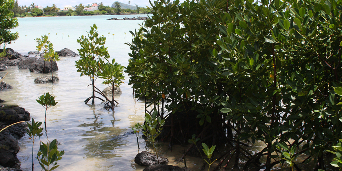 Biodiversitäts- und Klimaschutz: Multitalent Mangrove