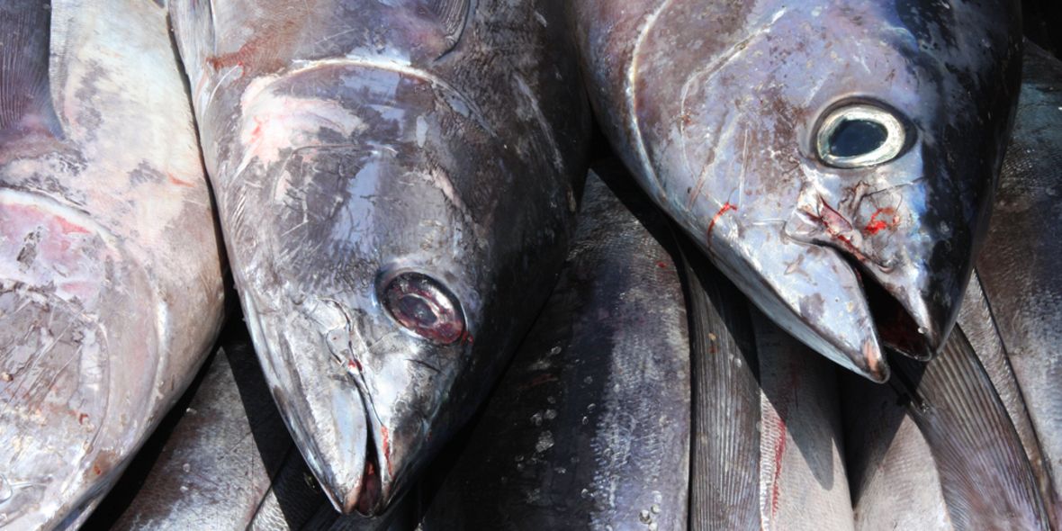 Sechs Fakten über Thunfisch