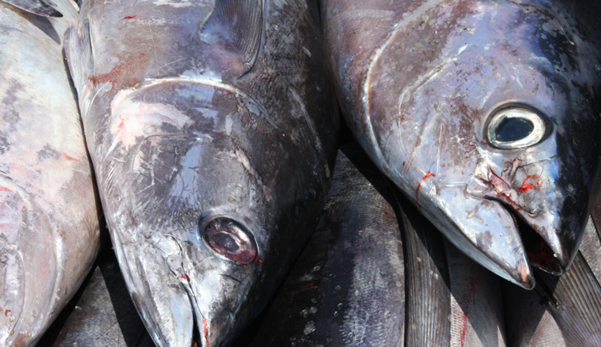 Europas Regierungen forcieren zu starke Befischung