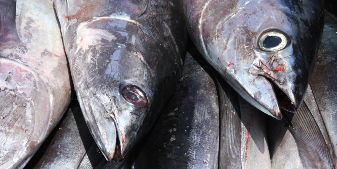 Thunfisch boomt – und wird nachhaltiger denn je