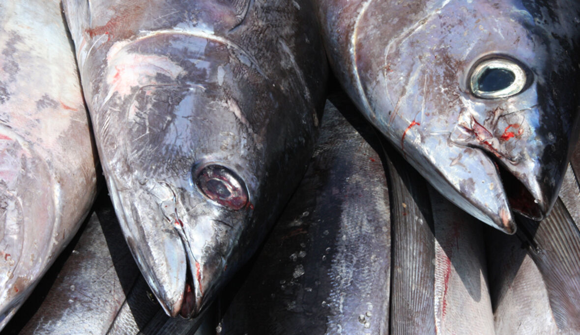 Nordatlantik: Aktuelle Hitzewelle kann fatale Folgen für Fischbestände haben