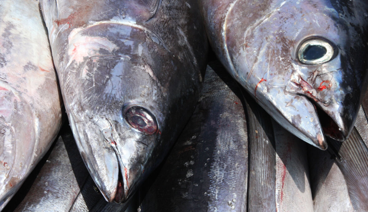 Thunfisch boomt – und wird nachhaltiger denn je