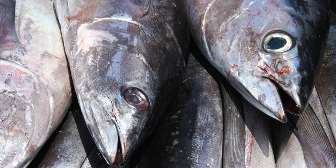 MSC zertifiziert Thunfisch trotz massiver Kritik  