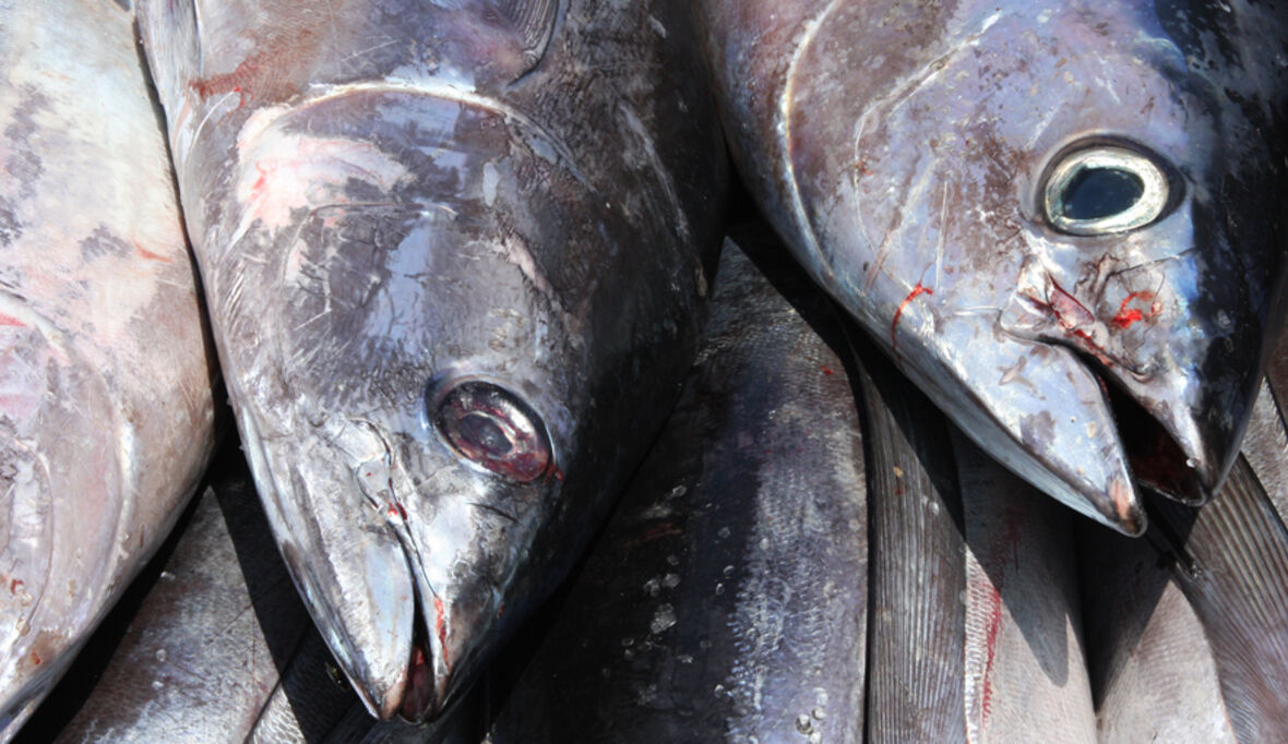 Sechs Fakten über Thunfisch