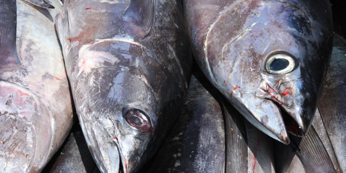 Europas Regierungen forcieren zu starke Befischung
