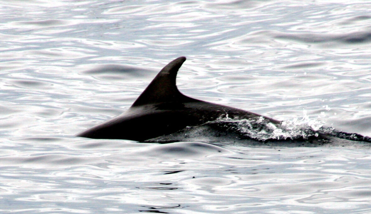 Forscher stellen bei UN-Ozean-Konferenz Bericht zum Meeresschutz vor