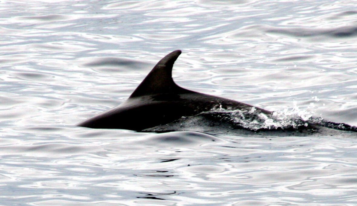 EU-Länder stärken Schutz für wichtiges Meeresgebiet Doggerbank