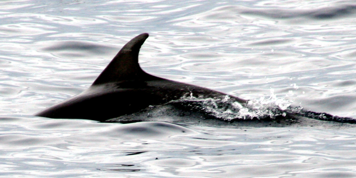 Touristen droht Haftstrafe, wenn sie das Waltöten nicht unterstützen