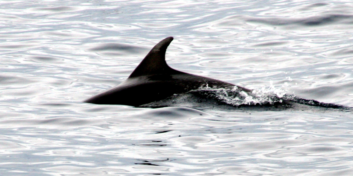 WWF-Report: Unsere Meere sind Billionen wert